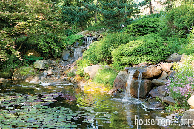 Water lilies dress up a back yard pond