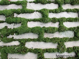 Moss provides separation for patio stones