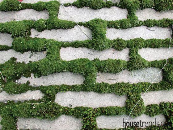 Moss provides separation for patio stones