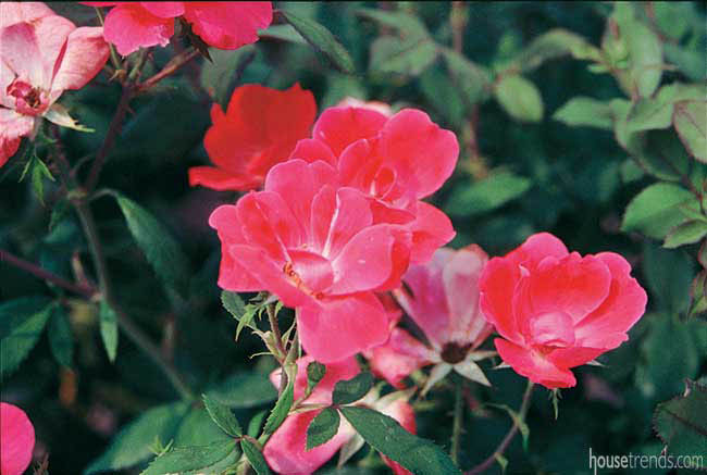 Knock Out roses with a gorgeous color