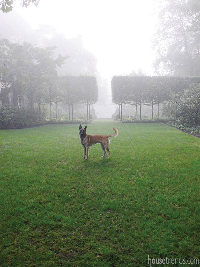 Side yard allée draws the eye