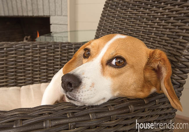 Dog curls up to relax on the furniture
