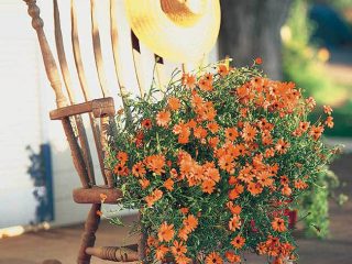 Colorful flowers perk up an outdoor living space