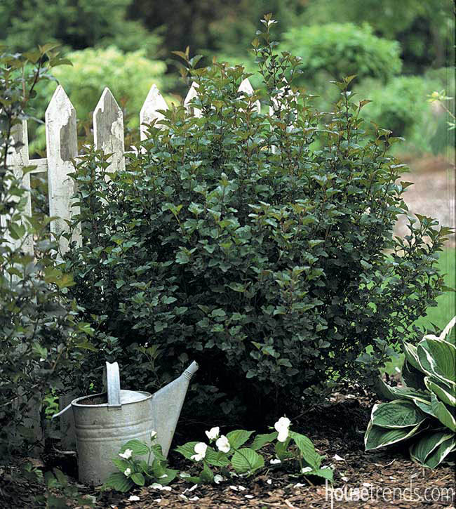 Garden plants add a hint of color
