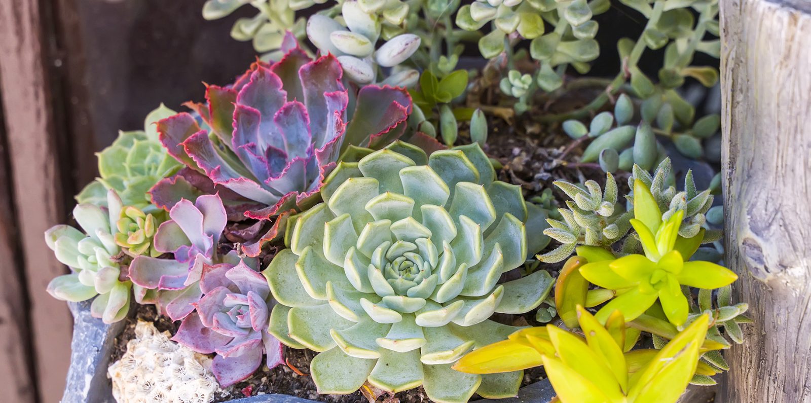 Succulents