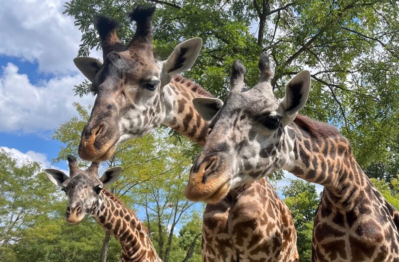 Residents of the Cincinnati Zoo